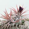 T.ionantha var. maxima