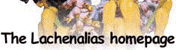 Lachenalia homepage