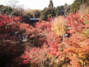 �������i�g�t�S�j