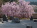 実相院石庭の枝垂れ桜
